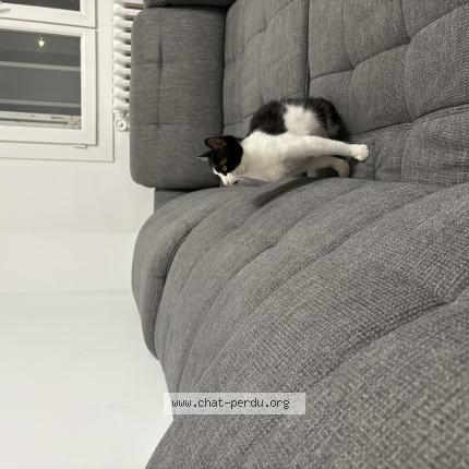 Photo 1/1 Nala Chat lost in Marseille