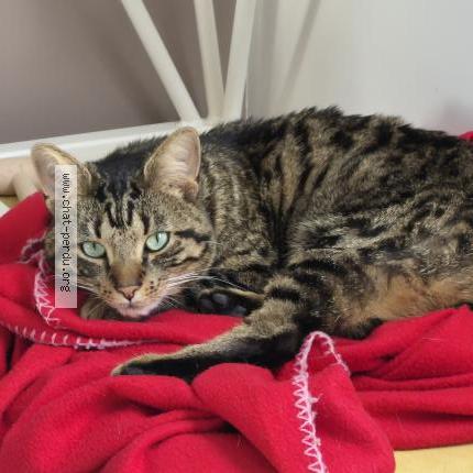 Photo 1/1 Indi Chat lost in Allonne