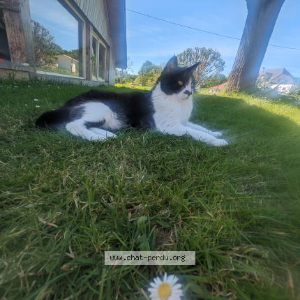 Photo 1/1 Mimi Chat lost in Garindein