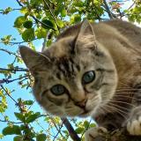 Picture of cat lost at Cordemais