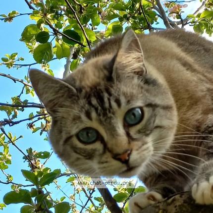 Photo 1/1 AKIRA Chat lost in Cordemais