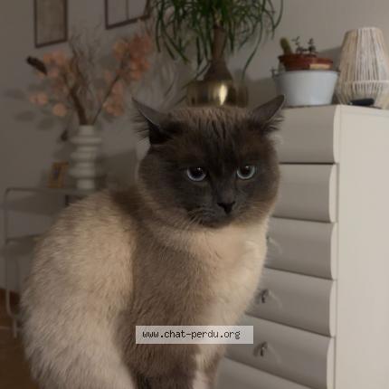 Foto 1/1 Wiedergefundene Katze Verloren in Neuchatel