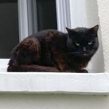 Picture of cat lost at Rennes