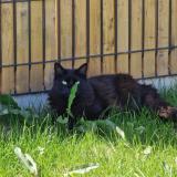 Picture of cat lost at St Sauveur De Landemont