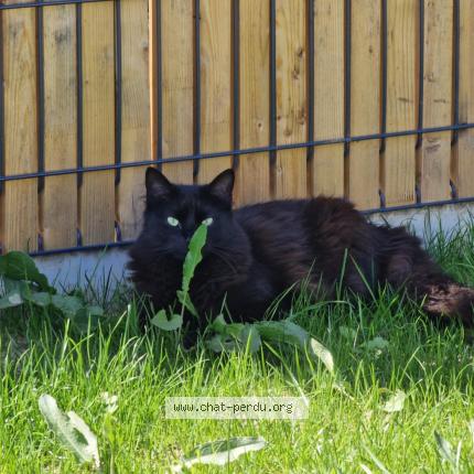 Photo 1/1 Plume Chat lost in St sauveur de landemont
