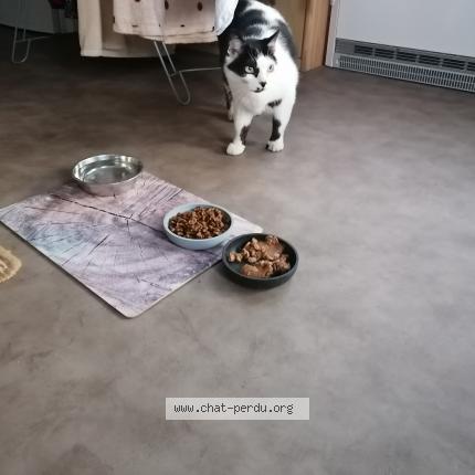 Photo 1/1 Found cat Found in Bouillon