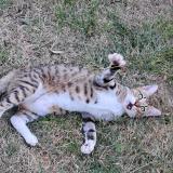 Picture of cat found at Villars Les Bois