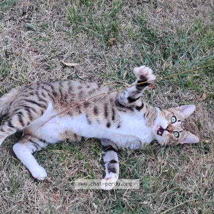 Photo 1/3 Found cat Found in Villars les bois