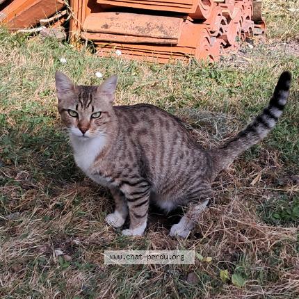 Photo 2/3 Found cat Found in Villars les bois