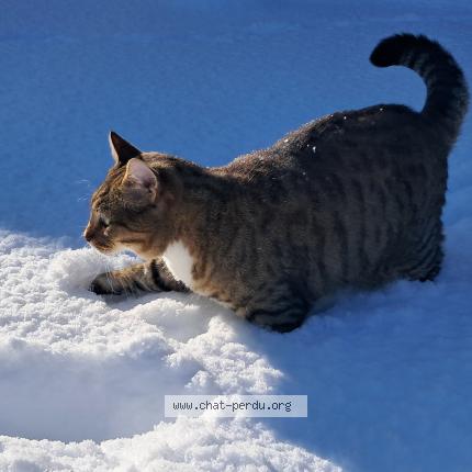 Photo 3/3 Found cat Found in Villars les bois