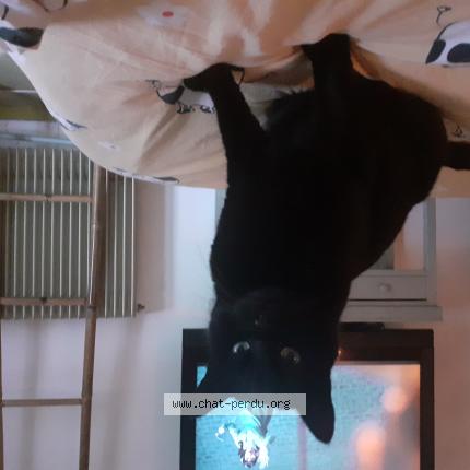 Photo 1/1 Julie Charlou Chat lost in Les chambres