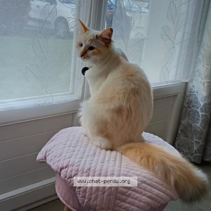 Photo 1/1 ZIA Chat lost in Change