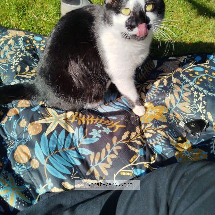 Photo 1/1 Néo Chat lost in Plonevez du faou