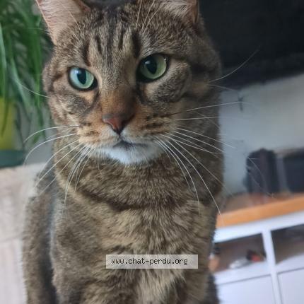 Photo 1/1 Olly Chat lost in Pierre benite