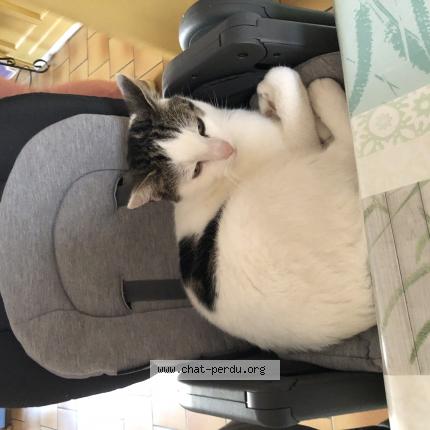 Photo 1/1 Fripon Chat lost in Croix