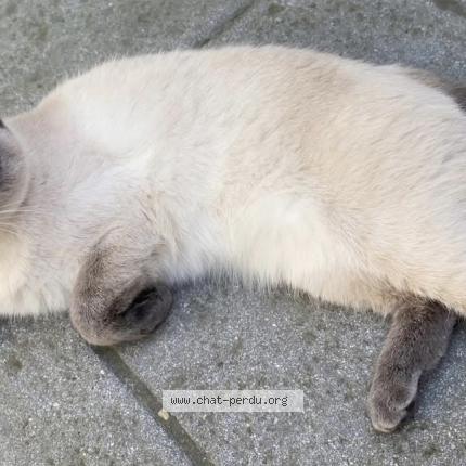 Photo 1/1 Vava Chat lost in Colfontaine