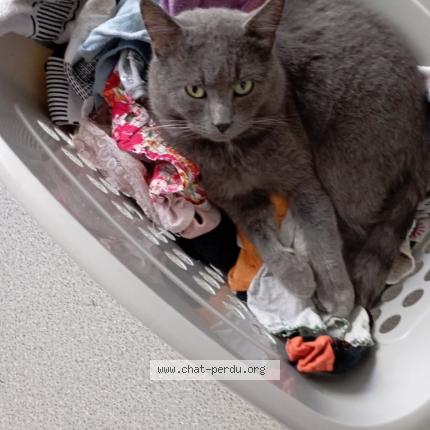 Photo 1/4 Grisous Chat lost in Douai