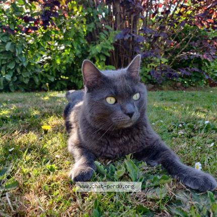 Photo 1/1 Bali Chat lost in Waterloo