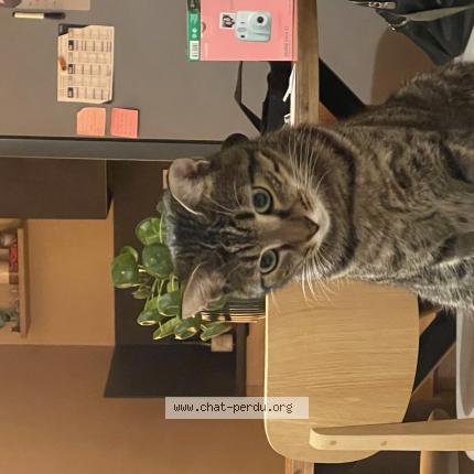 Photo 1/1 Marcel Chat lost in Aix en provence