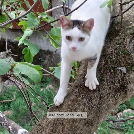 Photo 1/1 Bambou Chat lost in Castres