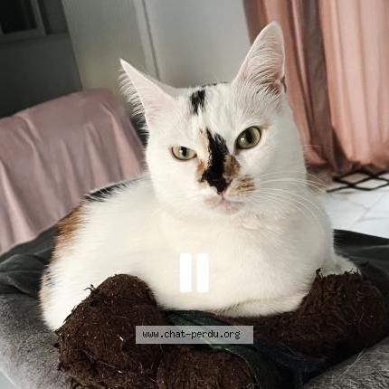 Photo 1/4 Blanche neige Chat lost in Champigny sur marne