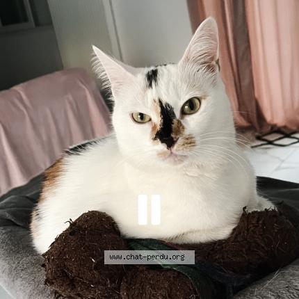 Photo 4/4 Blanche neige Chat lost in Champigny sur marne