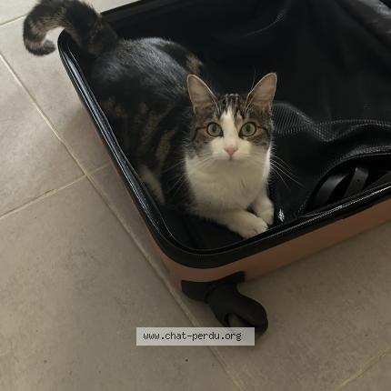 Photo 1/1 Past&egrave;que Chat lost in Saintes