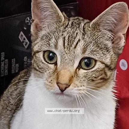 Photo 1/1 F&eacute;line Chat lost in Rennes