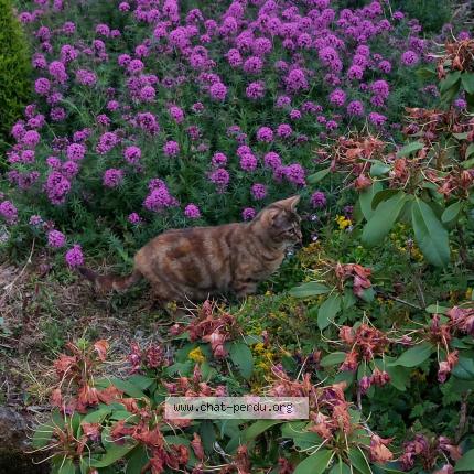 Photo 1/1 Speedy Chat lost in Evran