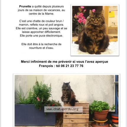 Photo 1/1 Prunette Chat lost in La marne
