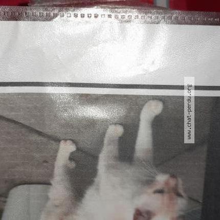 Photo 1/1 Merlin Chat lost in Vigneux sur seine