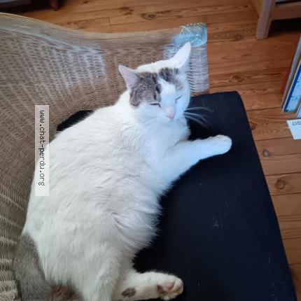 Photo 1/1 Timimoun Chat lost in Toulouse