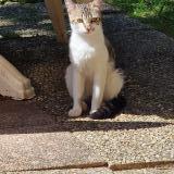 Picture of cat found at Toulouse