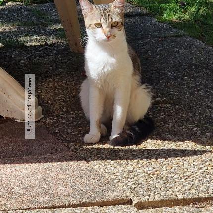 Photo 1/1 Found cat Found in Toulouse