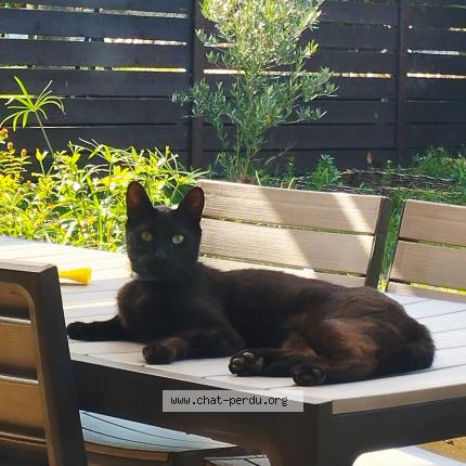 Photo 1/1 Sirius Chat lost in Castres