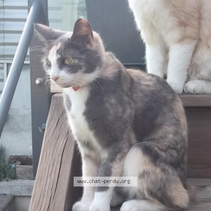 Photo 1/1 NABOO Chat lost in Chaville