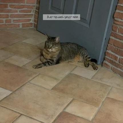 Photo 1/1 Misty Chat lost in Lasserre praderes