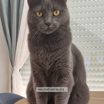 Photo 1/1 Tina Chat lost in Vendemian