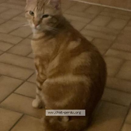 Photo 1/1 Couyoumelle ou bébé chat Chat lost in Mudaison
