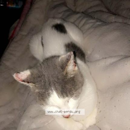 Photo 2/2 Grisette Chat lost in Clermont ferrand