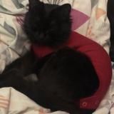 Picture of cat lost at Noisy Le Sec