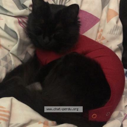 Photo 1/1 Elle s’appelle Yummy Chat lost in Noisy le sec