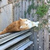 Picture of cat found at Nimes