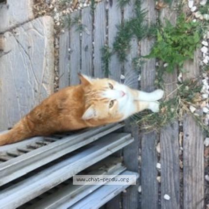 Photo 1/1 Found cat Found in Nimes