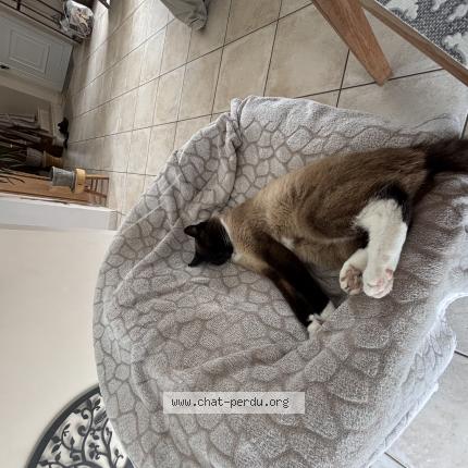 Photo 1/1 Simba Chat lost in Jullouville