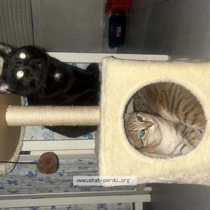 Photo 1/1 Haku Chat lost in Ponte de cheruy