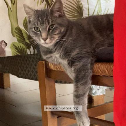 Photo 1/1 Tigrou Chat lost in Saint martin la pallu