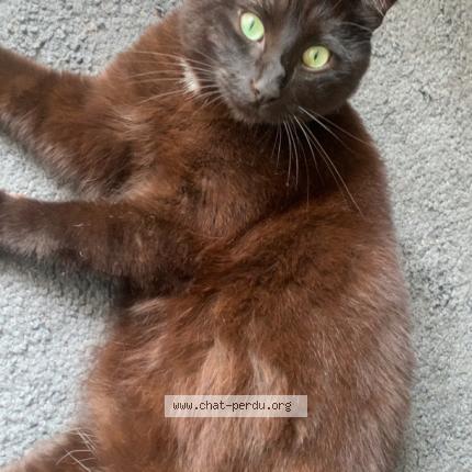 Photo 1/1 Naruto Chat lost in Lille