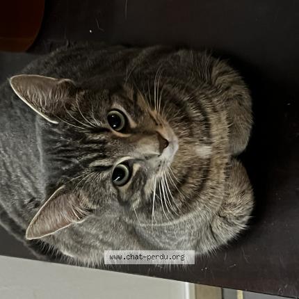 Photo 1/1 Poupou Chat lost in Ruffec