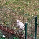 Picture of cat found at Bry Sur Marne